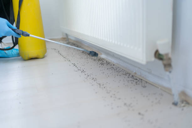 Best Emergency Pest Control  in Elsmere, KY
